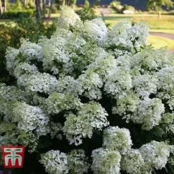 Hydrangea Paniculata 'Bobo' -Plants Sales Store HYDR T62057 A