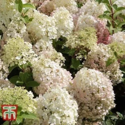 Hydrangea Paniculata 'Bobo' -Plants Sales Store HYDR T62057 D