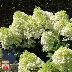 Hydrangea Paniculata 'Bobo' -Plants Sales Store HYDR T62057 E