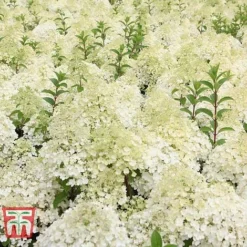 Hydrangea Paniculata 'Bobo' -Plants Sales Store HYDR T62057 F