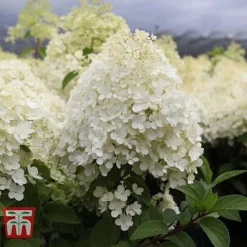 Hydrangea Paniculata 'Bobo' -Plants Sales Store HYDR T62057 G