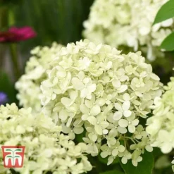 Hydrangea Paniculata 'Bobo' -Plants Sales Store HYDR T62057 H