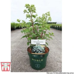 Hydrangea Paniculata 'Bobo' -Plants Sales Store HYDR T62057 J
