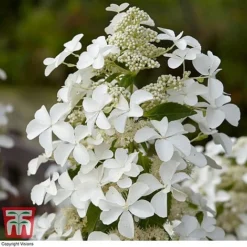 Hydrangea Paniculata 'Levana' 7 Hydrangea Paniculata 'Levana' -Plants Sales Store HYDR T63110 B