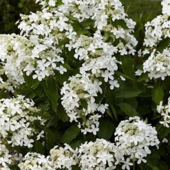 Hydrangea Paniculata 'Levana' 6 Hydrangea Paniculata 'Levana' -Plants Sales Store HYDR T63110 NOW1