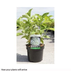 Hydrangea Macrophylla 'Mme E. Mouillere' -Plants Sales Store HYDR T66239 A h