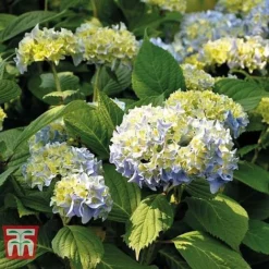 Hydrangea Macrophylla 'Nikko Blue' -Plants Sales Store HYDR T66240 C