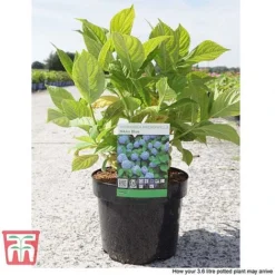 Hydrangea Macrophylla 'Nikko Blue' -Plants Sales Store HYDR T66240 D
