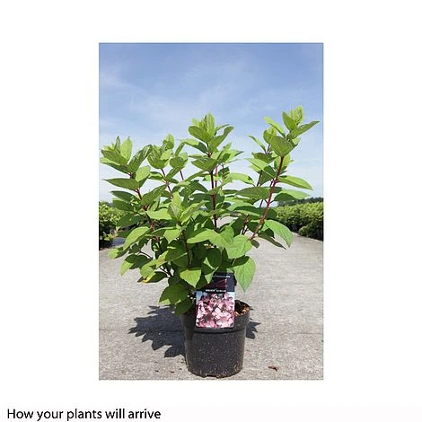 Hydrangea Paniculata 'Mega Mindy' 2 Hydrangea Paniculata 'Mega Mindy' - Image 2