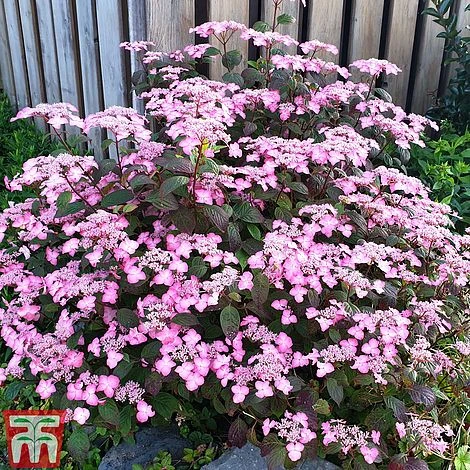 Hydrangea Serrata 'Avelroz' 2 Hydrangea Serrata 'Avelroz' - Image 2