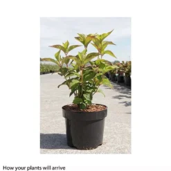 Hydrangea Serrata 'Avelroz' 5 Hydrangea Serrata 'Avelroz' -Plants Sales Store HYDR T66256 A h