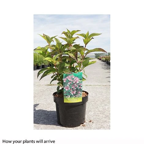 Hydrangea Serrata 'Intermedia' (Acuminata) 2 Hydrangea Serrata 'Intermedia' (Acuminata) - Image 2