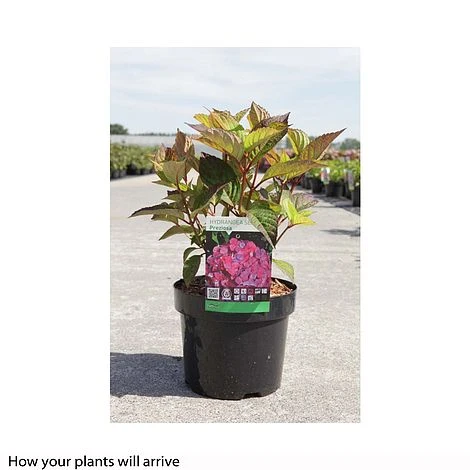 Hydrangea Serrata Preziosa' 2 Hydrangea Serrata Preziosa' - Image 2