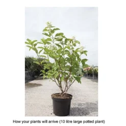 Hydrangea Paniculata 'Great Star' -Plants Sales Store HYDR T68031 B h