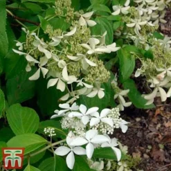 Hydrangea Paniculata 'Great Star' -Plants Sales Store HYDR T68031 D