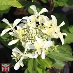 Hydrangea Paniculata 'Great Star' -Plants Sales Store HYDR T68031 E