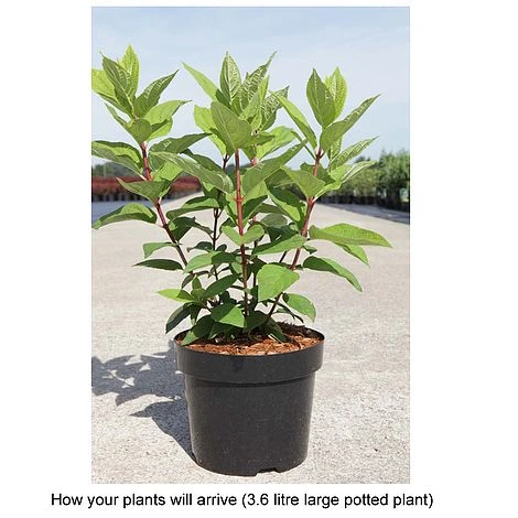 Hydrangea Paniculata 'Tickled Pink' 2 Hydrangea Paniculata 'Tickled Pink' - Image 2