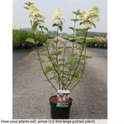 Hydrangea Paniculata 'Fraise Melba' -Plants Sales Store HYDR T74022 B h