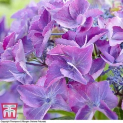 Hydrangea Macrophylla 'Black Diamonds Shining Angel Blue' -Plants Sales Store HYDR T79741 C1