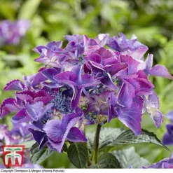 Hydrangea Macrophylla 'Black Diamonds Shining Angel Blue' -Plants Sales Store HYDR T79741 D1