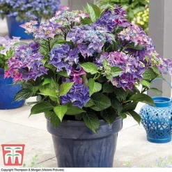 Hydrangea Macrophylla 'Black Diamonds Shining Angel Blue' -Plants Sales Store HYDR T79741 E1