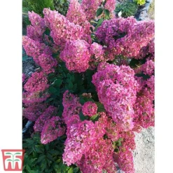Hydrangea Paniculata 'Sundae Fraise' -Plants Sales Store HYDR FRAISE2