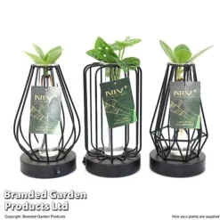 Hydroponic Collection In Turin Glass -Plants Sales Store HYDR LEDTURING T49858