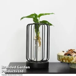 Hydroponic Collection In Turin Glass -Plants Sales Store HYDR LEDTURING T49863