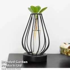 Hydroponic Collection In Turin Glass -Plants Sales Store HYDR LEDTURING T49867