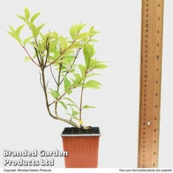 Hydrangea Paniculata 'Magical Moonlight' -Plants Sales Store HYDR MAGICM9CM T49364