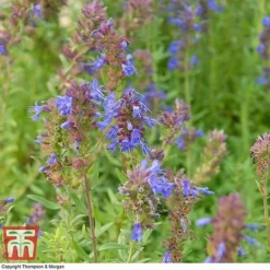 Hyssopus Officinalis -Plants Sales Store HYSS T58384 B