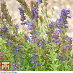 Hyssopus Officinalis -Plants Sales Store HYSS T58384 C