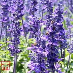 Hyssopus Officinalis -Plants Sales Store HYSS T58384 F