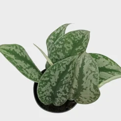 Scindapsus Pictus Trebie -Plants Sales Store IMG 1393 PhotoRoom