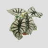 Alocasia Silver Dragon