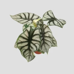 Alocasia Silver Dragon