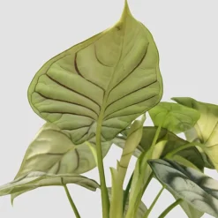 Alocasia Silver Dragon -Plants Sales Store IMG 20210708 165906 PhotoRoom