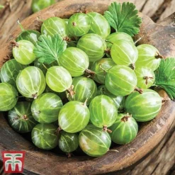 Gooseberry Collection -Plants Sales Store Inviticus