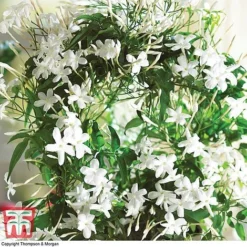 Jasmine On A Hoop -Plants Sales Store JASM W41143 C1