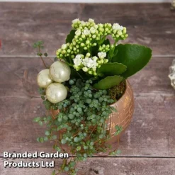 Kalanchoe Christmas Bauble - Gift -Plants Sales Store KALA CHRISBAUB T44339