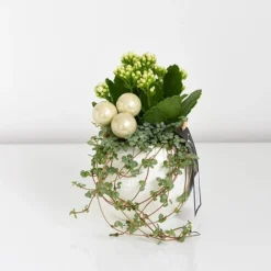Kalanchoe Christmas Bauble - Gift -Plants Sales Store KALA CHRISBAUB T44341