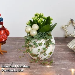 Kalanchoe Christmas Bauble - Gift -Plants Sales Store KALA CHRISBAUB T44342