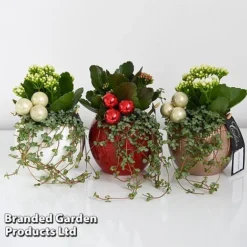 Kalanchoe Christmas Bauble - Gift -Plants Sales Store KALA CHRISBAUB T44344