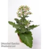 Kalanchoe Blossfeldiana 'Feminine Pink'