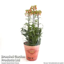 Kalanchoe Blossfeldiana 'Lucky Bells' -Plants Sales Store KALA LUCKY14CM T48829