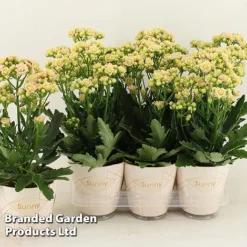 Kalanchoe 'Sunny Light Pink' -Plants Sales Store KALA SUNLP14CM S48786