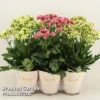 Kalanchoe 'Sunny Mix'