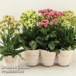 Kalanchoe 'Sunny Mix' -Plants Sales Store KALA SUNMX14CM S48790