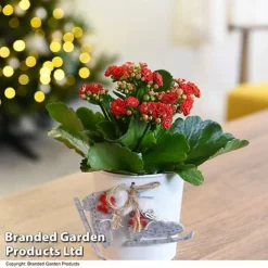 Christmas Kalanchoe - Gift -Plants Sales Store KALA ZINCSKATE T46919