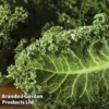 Kale 'Dwarf Green Curled'